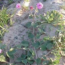 Abronia ameliae — Nyctaginaceae