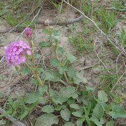 Abronia ameliae — Nyctaginaceae