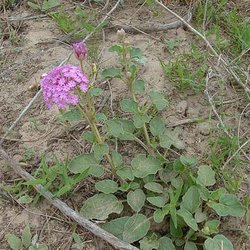Abronia ameliae — Nyctaginaceae