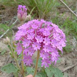 Abronia ameliae — Nyctaginaceae