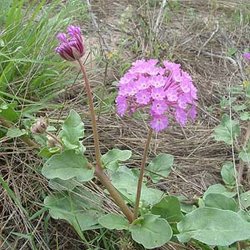 Abronia ameliae — Nyctaginaceae