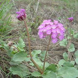 Abronia ameliae — Nyctaginaceae