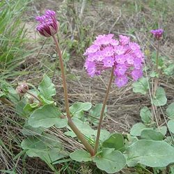 Abronia ameliae — Nyctaginaceae