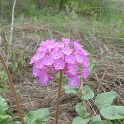 Abronia ameliae — Nyctaginaceae