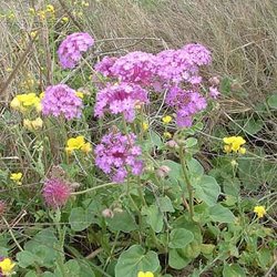 Abronia ameliae — Nyctaginaceae