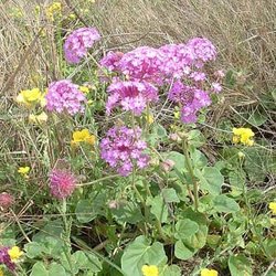 Abronia ameliae — Nyctaginaceae