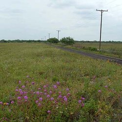 Abronia ameliae — Nyctaginaceae