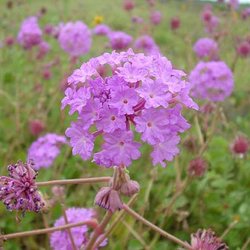 Abronia ameliae — Nyctaginaceae