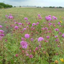 Abronia ameliae — Nyctaginaceae