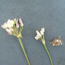 Allium elmendorfii — Liliaceae