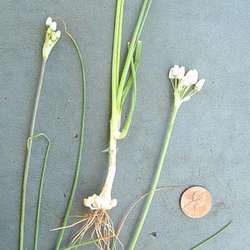 Allium elmendorfii — Liliaceae