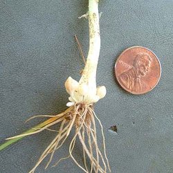 Allium elmendorfii — Liliaceae