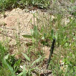 Allium elmendorfii — Liliaceae