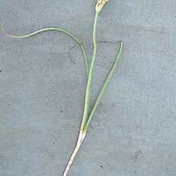 Allium runyonii — Liliaceae