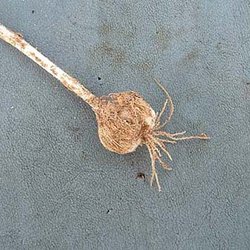 Allium runyonii — Liliaceae