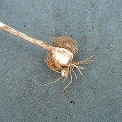 Allium runyonii — Liliaceae