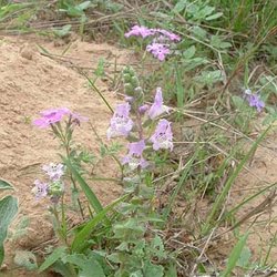 Brazoria arenaria — Lamiaceae