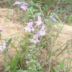 Brazoria arenaria — Lamiaceae
