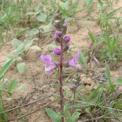 Brazoria arenaria — Lamiaceae