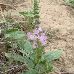 Brazoria arenaria — Lamiaceae
