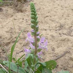Brazoria arenaria — Lamiaceae