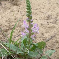 Brazoria arenaria — Lamiaceae