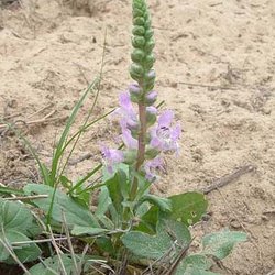 Brazoria arenaria — Lamiaceae