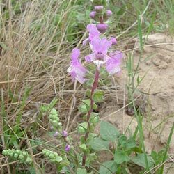 Brazoria arenaria — Lamiaceae