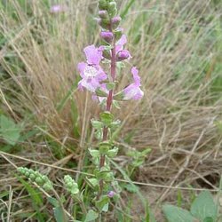 Brazoria arenaria — Lamiaceae