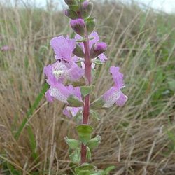Brazoria arenaria — Lamiaceae