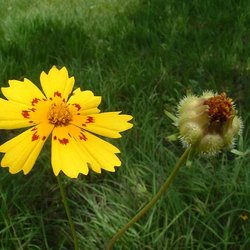 Coreopsis nuecensis — Asteraceae