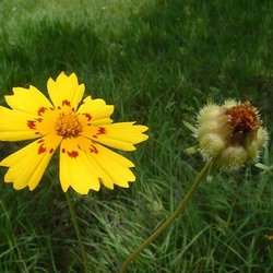 Coreopsis nuecensis — Asteraceae