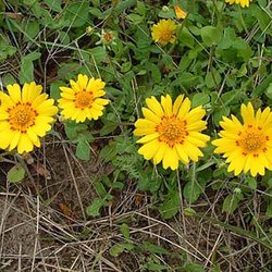 Coreopsis nuecensoides — Asteraceae