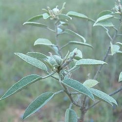 Croton argyranthemus — Euphorbiaceae