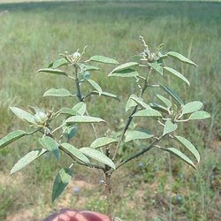 Croton argyranthemus — Euphorbiaceae