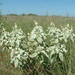 Croton coryi — Euphorbiaceae