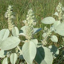 Croton coryi — Euphorbiaceae