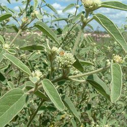 Croton parksii — Euphorbiaceae