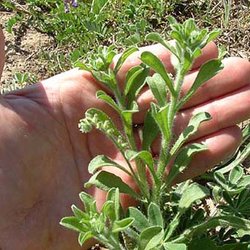Cryptantha texana — Boraginaceae