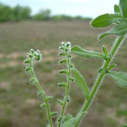 Cryptantha texana — Boraginaceae
