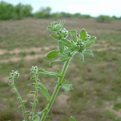 Cryptantha texana — Boraginaceae