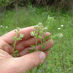 Cryptantha texana — Boraginaceae