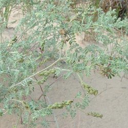 Dalea austrotexana — Fabaceae