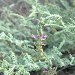 Dalea austrotexana — Fabaceae