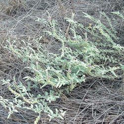 Dalea austrotexana — Fabaceae