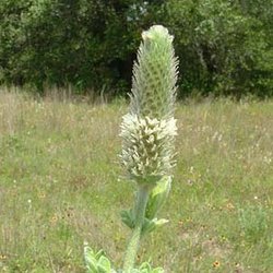 Dalea obovata — Fabaceae