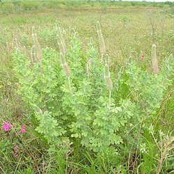 Dalea obovata — Fabaceae