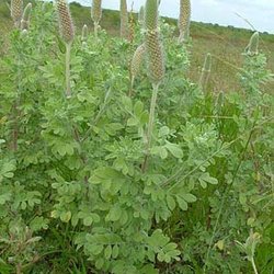 Dalea obovata — Fabaceae