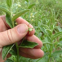 Ditaxis pilosissima — Euphorbiaceae
