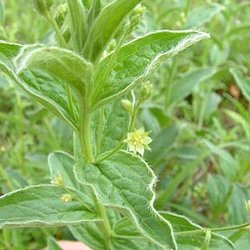Ditaxis pilosissima — Euphorbiaceae